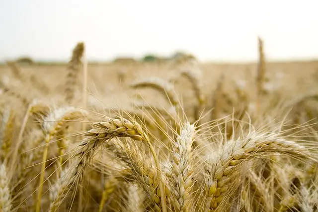 Les outils de ferme pour optimiser votre culture
