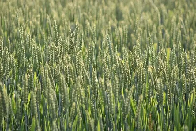 Comment choisir les outils de ferme pour l'agriculture durable