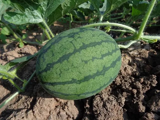 10 outils de ferme incontournables pour les cultures bio