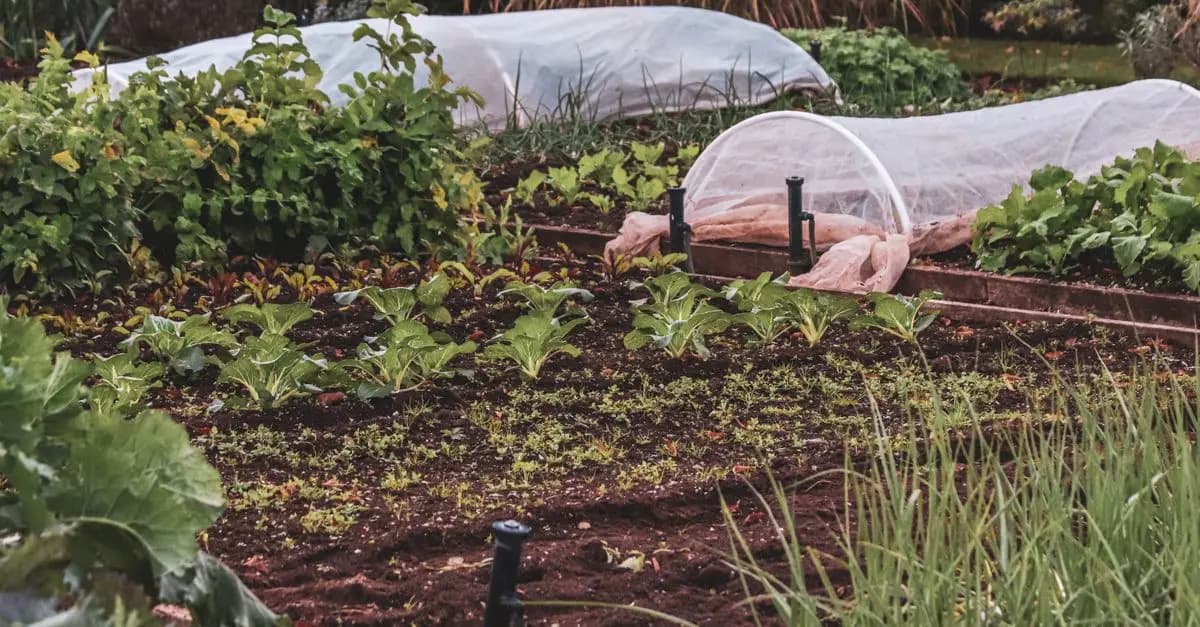 Comment choisir le bon filet pour la protection des cultures
