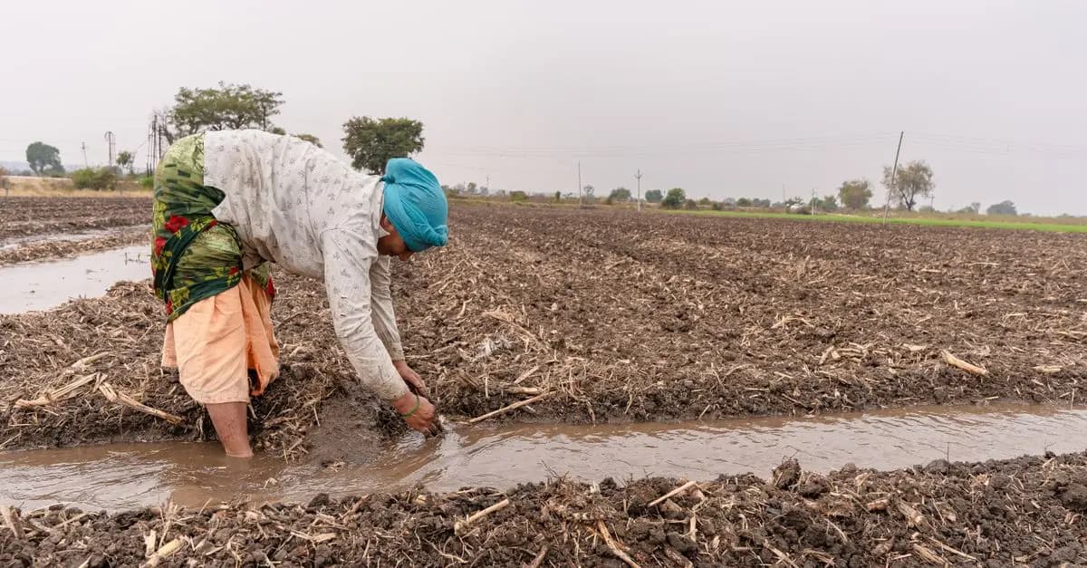 Avis d'expert sur les systèmes d'irrigation goutte à goutte