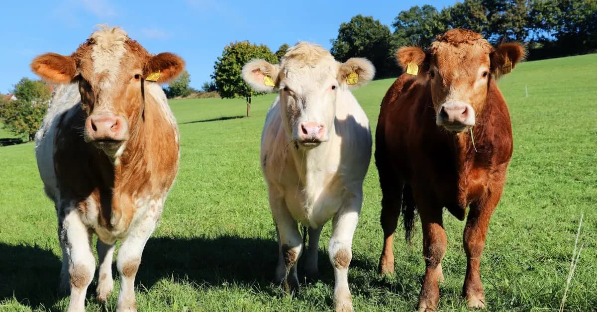 Comparatif des broyeurs de végétaux pour la ferme