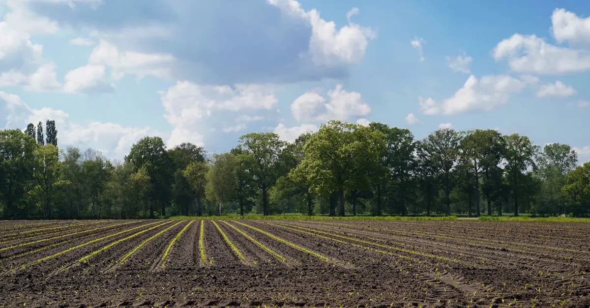 Les différentes sortes de semences pour l'agriculture durable