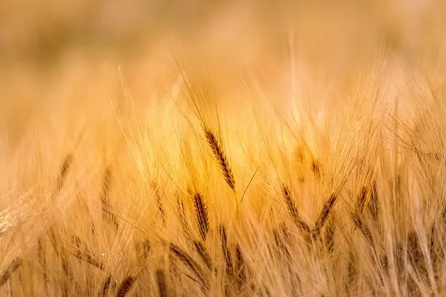 10 outils de ferme indispensables pour une agriculture efficace