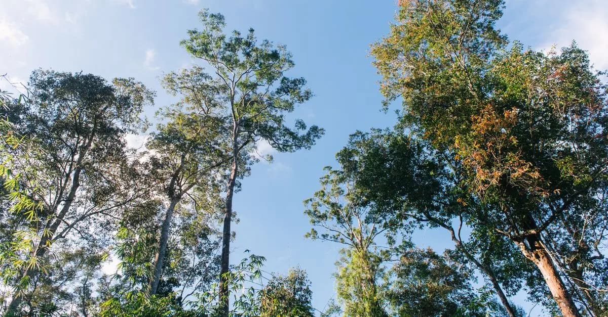 Comparatif des élagueurs télescopiques pour la taille des arbres