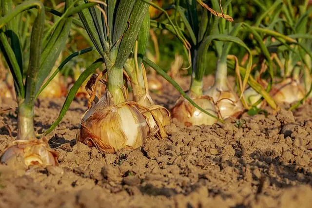 Les outils de ferme pour la culture de légumes : astuces et conseils