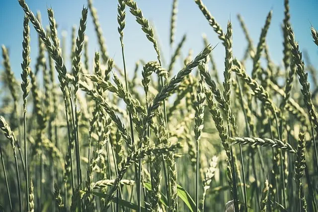 Comment choisir les outils de ferme pour des cultures réussies