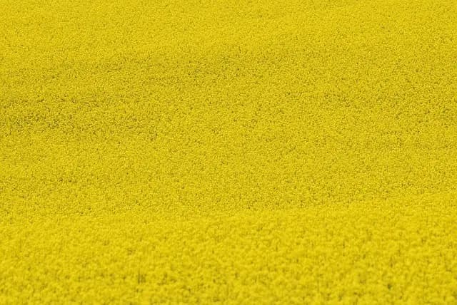 Comment choisir des outils de désherbage adaptés à votre ferme