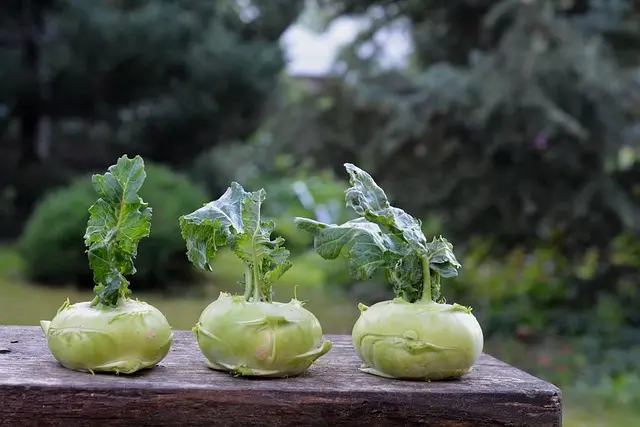 Les outils de ferme pour la culture de légumes : Guide complet