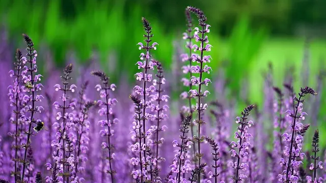 Guide complet pour installer une serre dans votre jardin