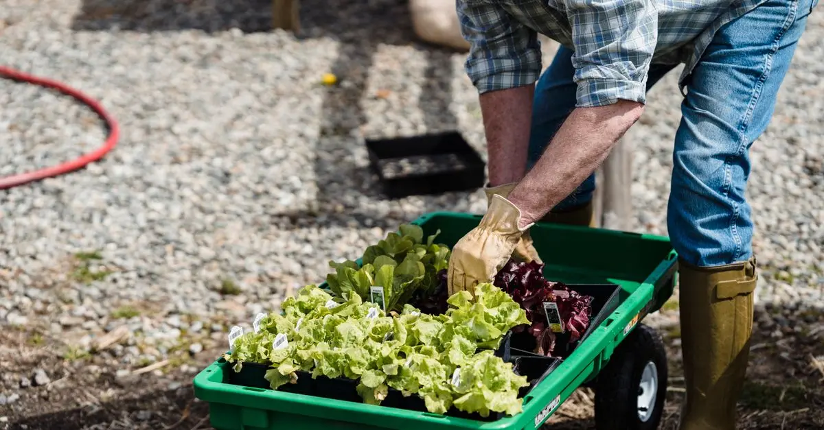 Les outils de jardinage essentiels pour une ferme productive