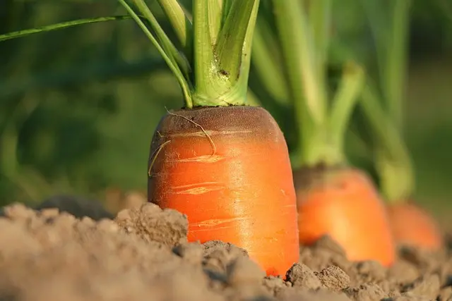 Les outils de ferme pour cultiver des légumes : Guide complet