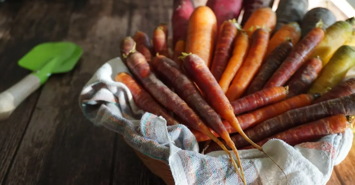 Outils de ferme indispensables pour la culture de légumes