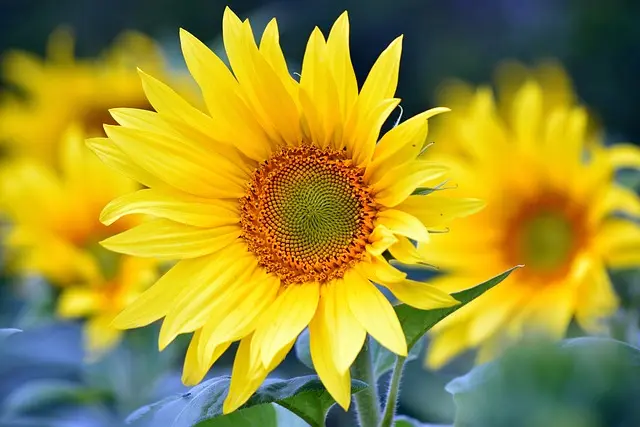 Comment choisir des outils de coupe adaptés à votre ferme