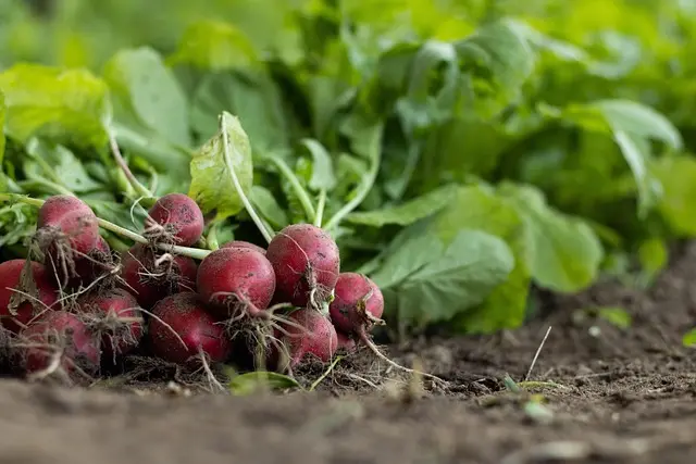 Les outils de ferme pour la culture des légumes : Guide complet