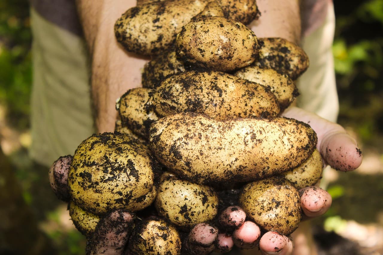 Les outils de jardinage pour un potager réussi