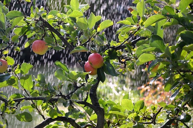 Comment maximiser l'efficacité de votre système d'irrigation