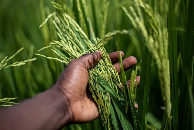 Les outils de ferme pour une agriculture durable et efficace