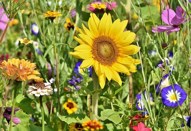 Comparatif des meilleurs outils de ferme pour jardinage