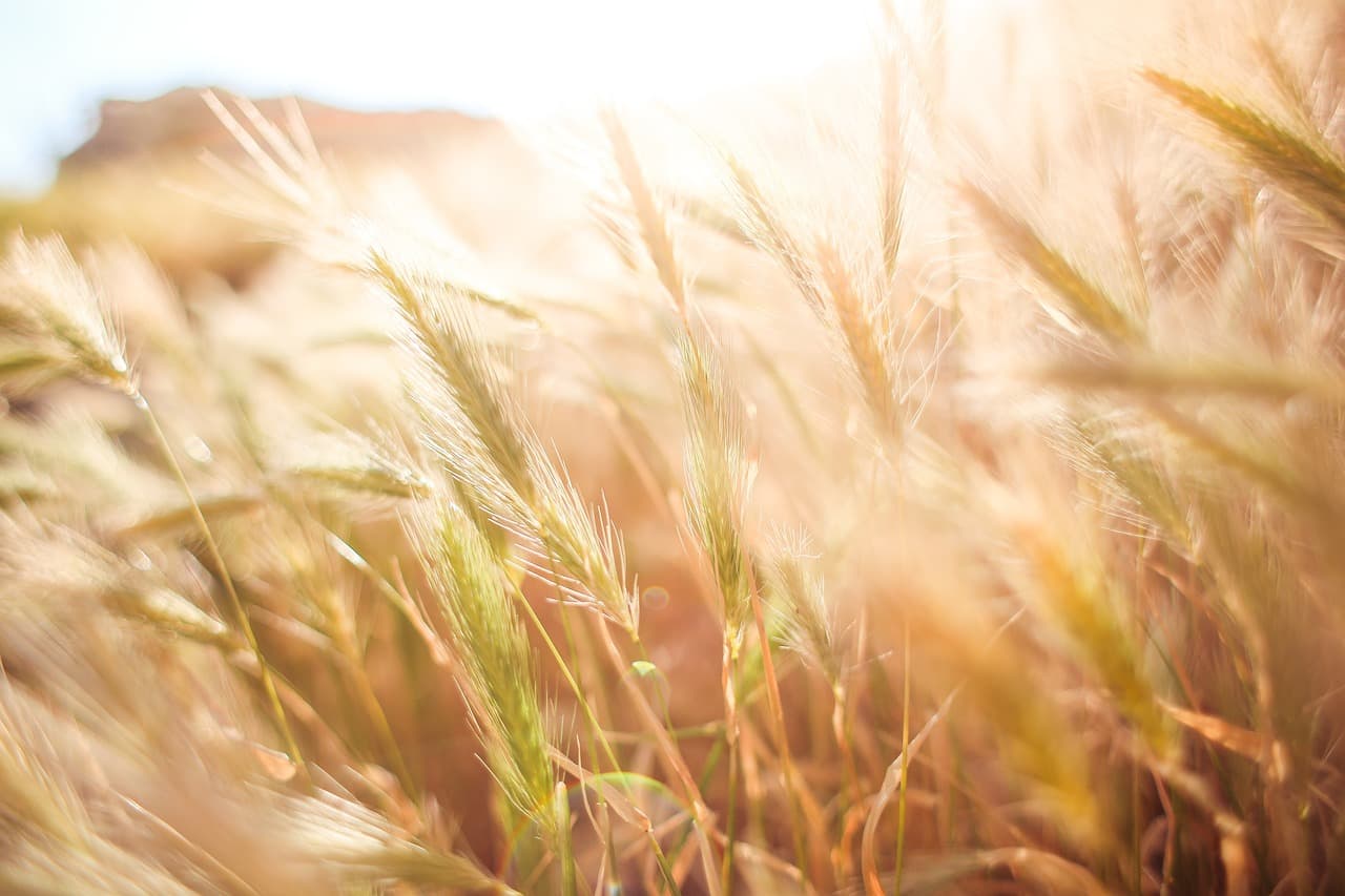 Comment choisir les outils de ferme en fonction de votre budget