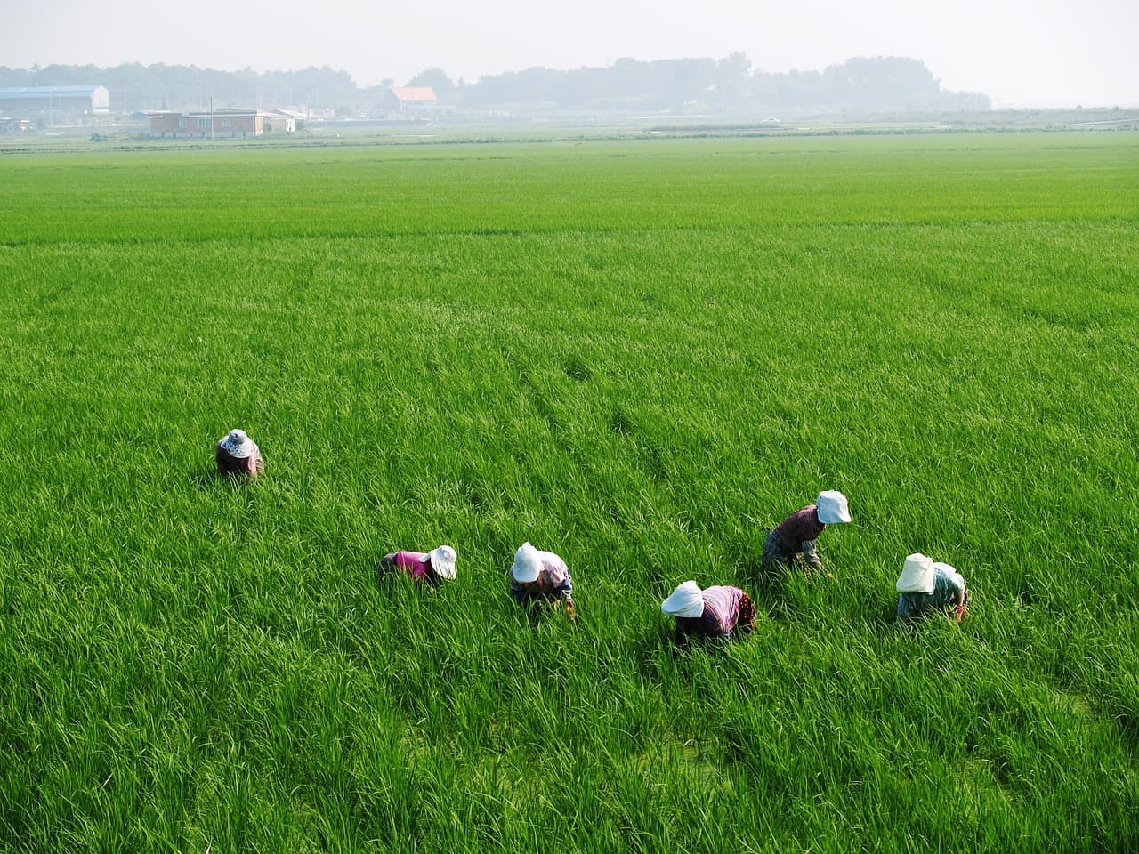 Comment utiliser efficacement une débroussailleuse dans votre ferme